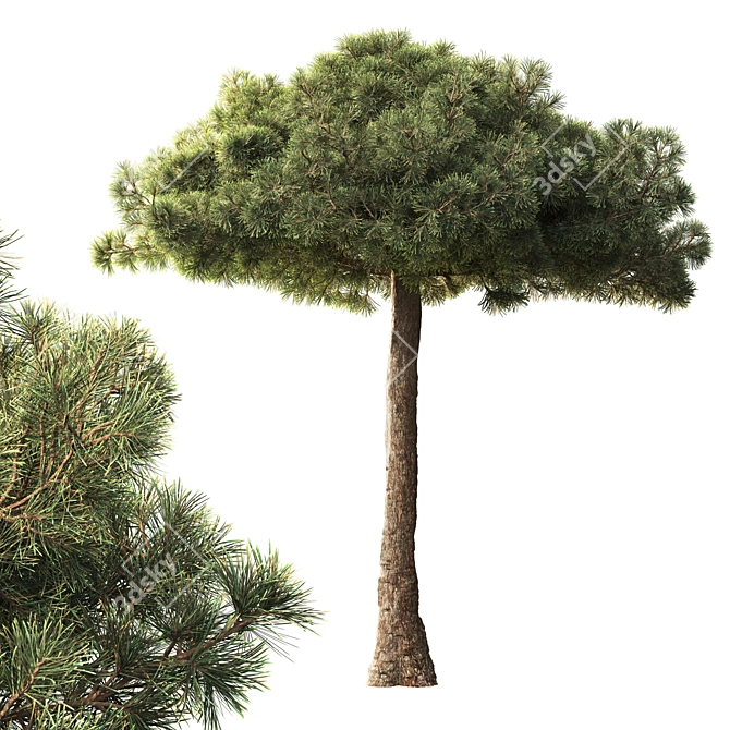 Black Pine Tree 3.5m Exteriors 3D model image 1