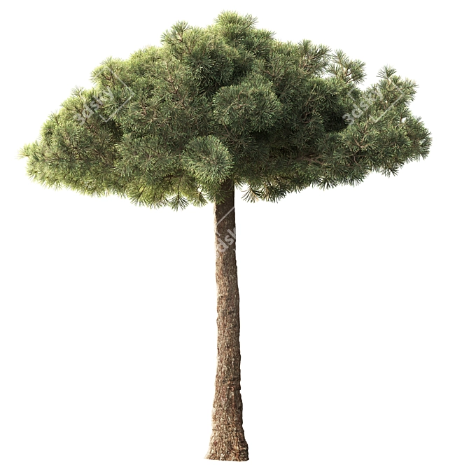 Black Pine Tree 3.5m Exteriors 3D model image 2