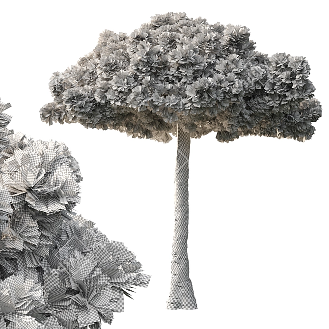 Black Pine Tree 3.5m Exteriors 3D model image 3