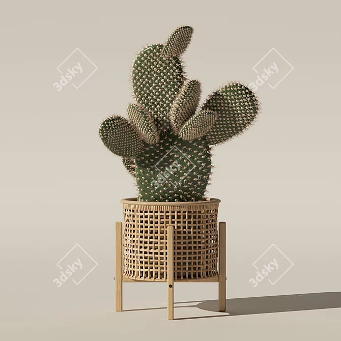 Succulent Opuntia Microdasys Plant Model 3D model image 6