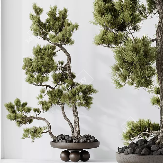 Pine Bonsai Tree 3D Model 3D model image 3