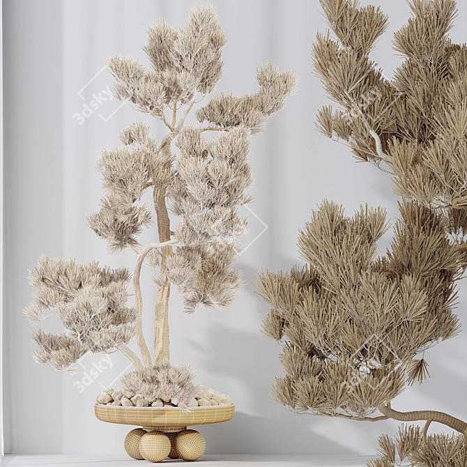 Pine Bonsai Tree 3D Model 3D model image 4