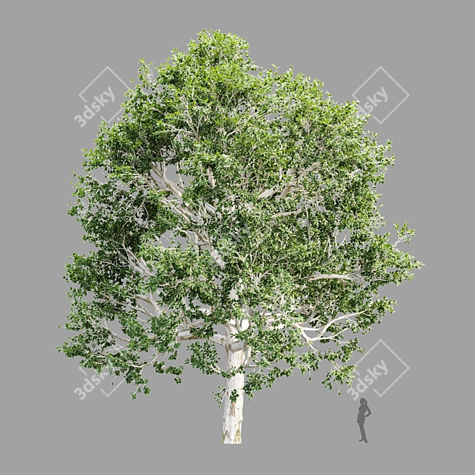  4 Tree Models Set Vol.252 3D model image 4