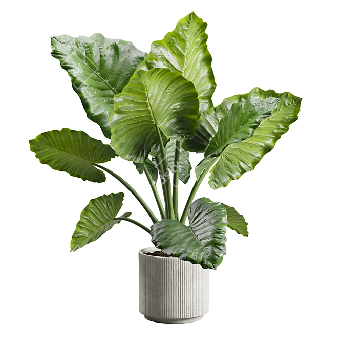 Giant Taro Indoor Houseplant Model 3D model image 4