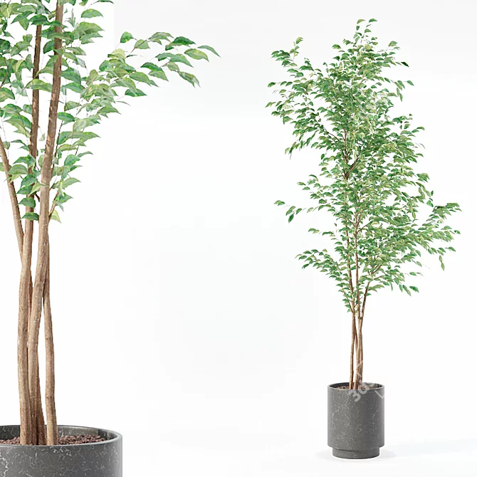 Ficus Benjamina 3D Plant Model 3D model image 1