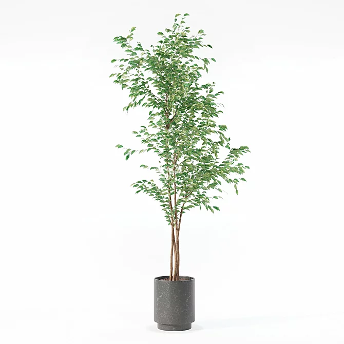 Ficus Benjamina 3D Plant Model 3D model image 3