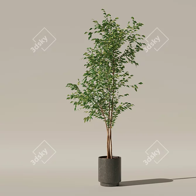 Ficus Benjamina 3D Plant Model 3D model image 5