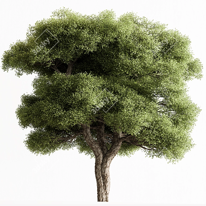  Camphor Tree 300 Set 3D model image 1