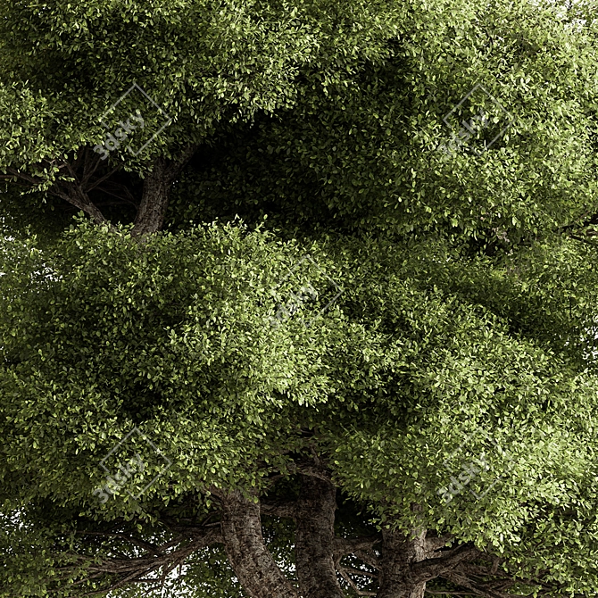  Camphor Tree 300 Set 3D model image 2