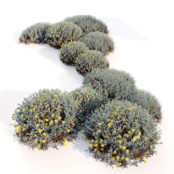 Cotton Lavender Bush for Landscaping 3D model image 3