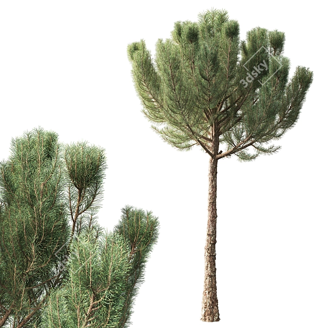 Pinus 4.2м Exterior Pine Tree 3D model image 1