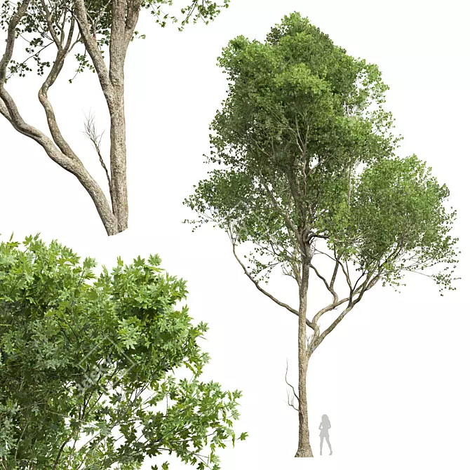 Acer Pseudoplatanus 3D Models Bundle 3D model image 2