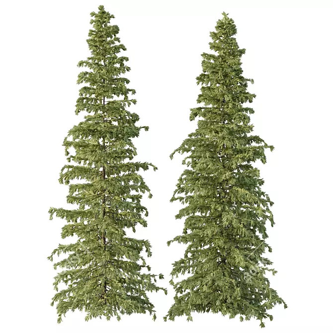 Cedar Tree Models Set 3D model image 3