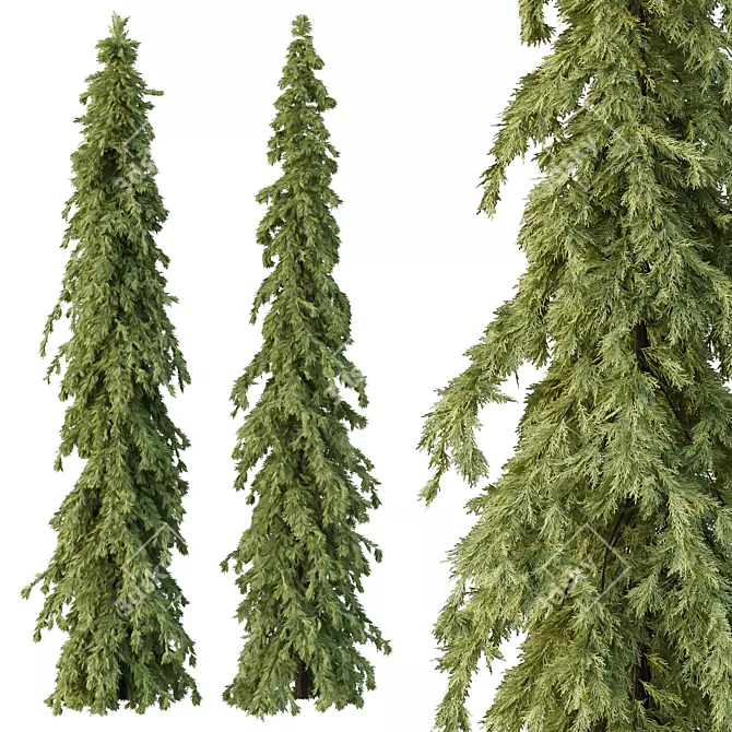 Cedrus Deodara 3D Tree Models 3D model image 2