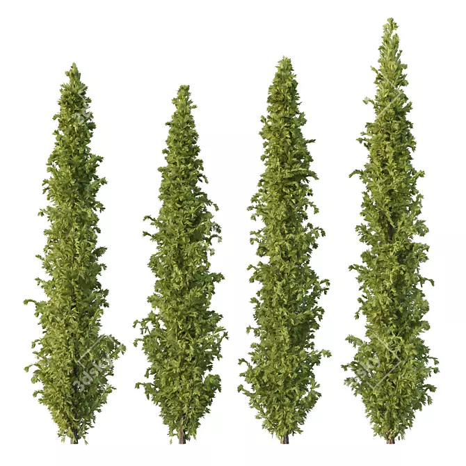 Cedrus Deodara 3D Model Collection 3D model image 1