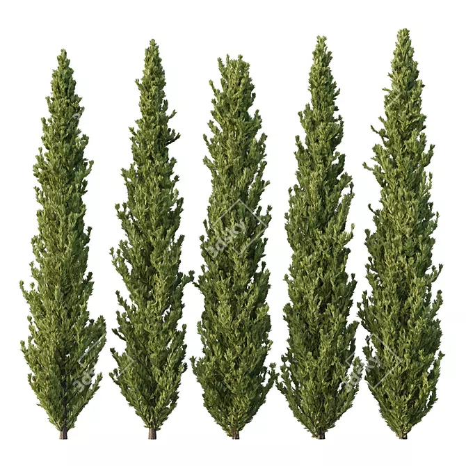 Cedrus Deodara 3D Tree Models 3D model image 1