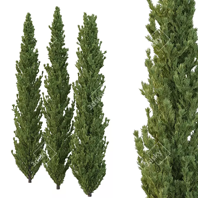 Cedrus Deodara 3D Tree Models 3D model image 2