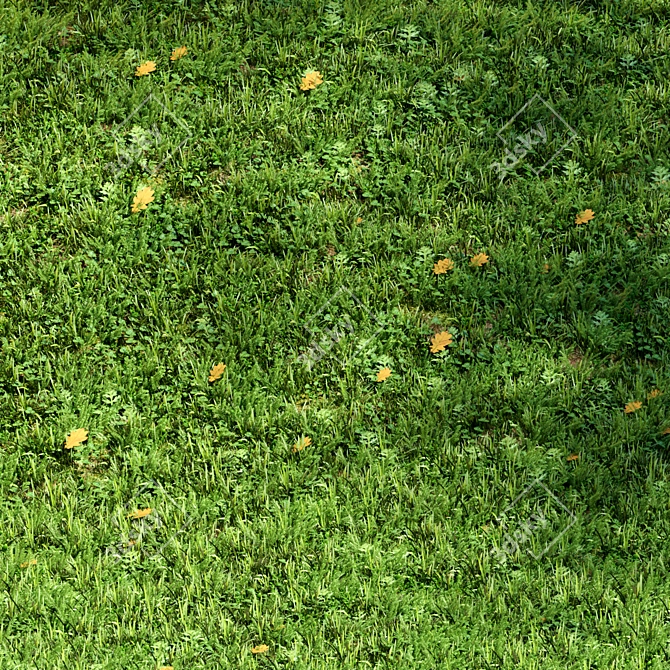 Wild Meadow Grass Set 3D model image 1