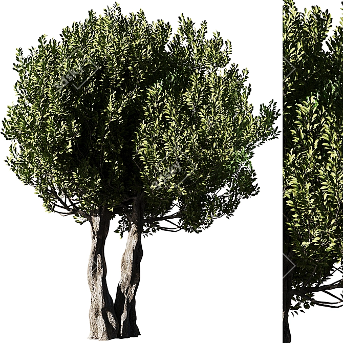 Olive Tree Set14: Detailed 3D Model 3D model image 1