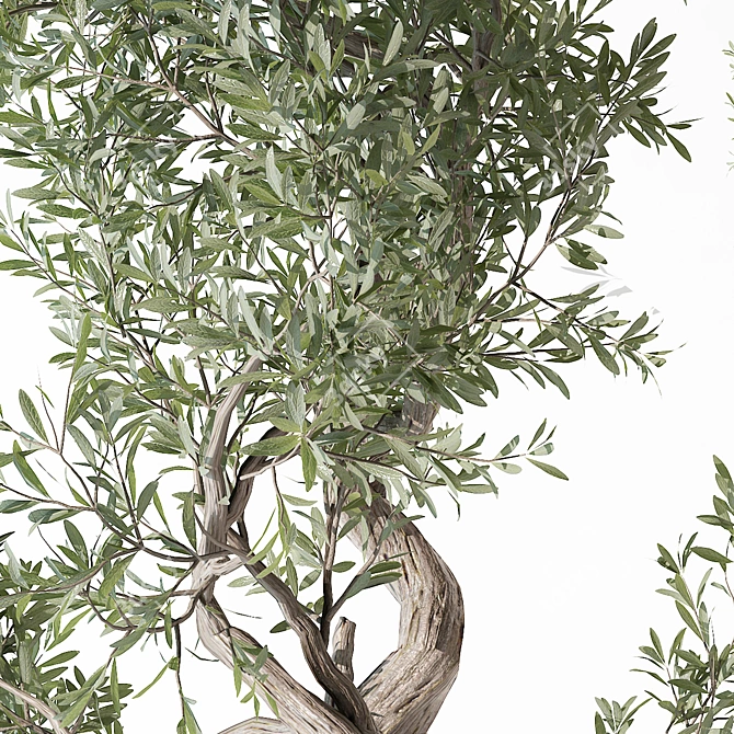 Modern Indoor Plant Model (2015) 3D model image 2