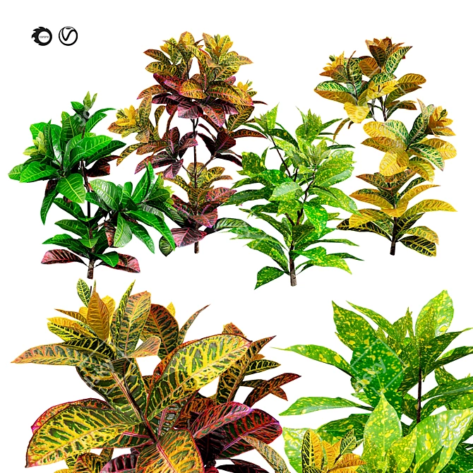 Tropical Croton Plants Set: 4 Variations 3D model image 1