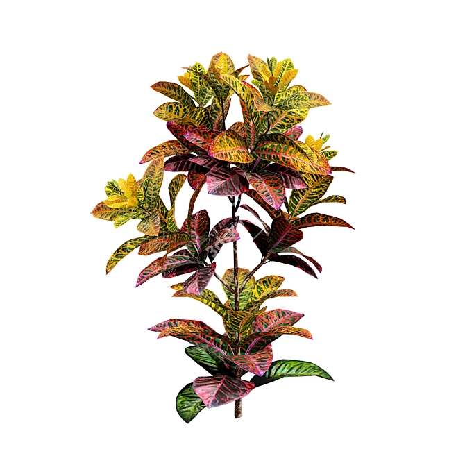 Tropical Croton Plants Set: 4 Variations 3D model image 2