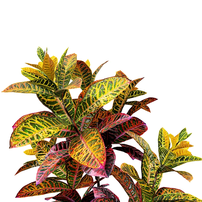 Tropical Croton Plants Set: 4 Variations 3D model image 3