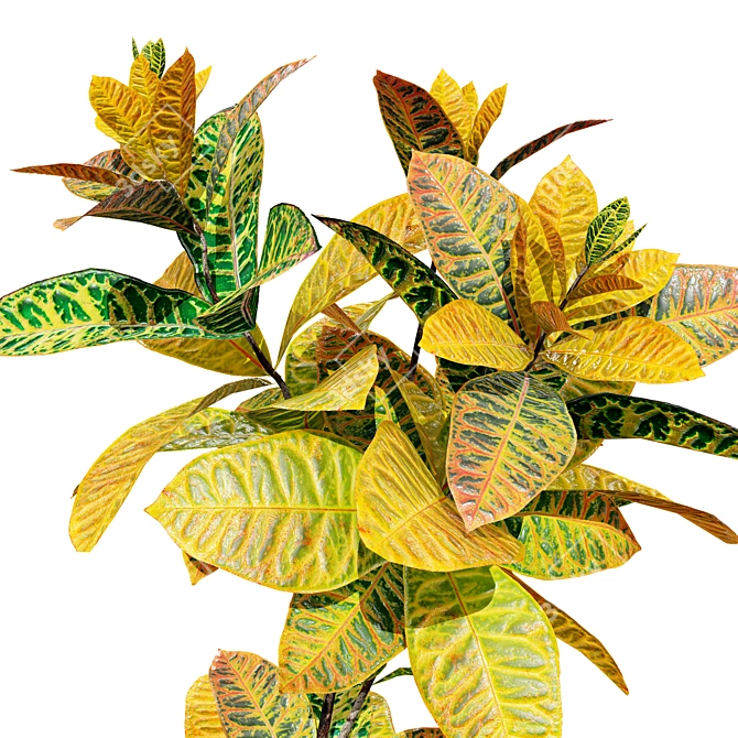 Tropical Croton Plants Set: 4 Variations 3D model image 4