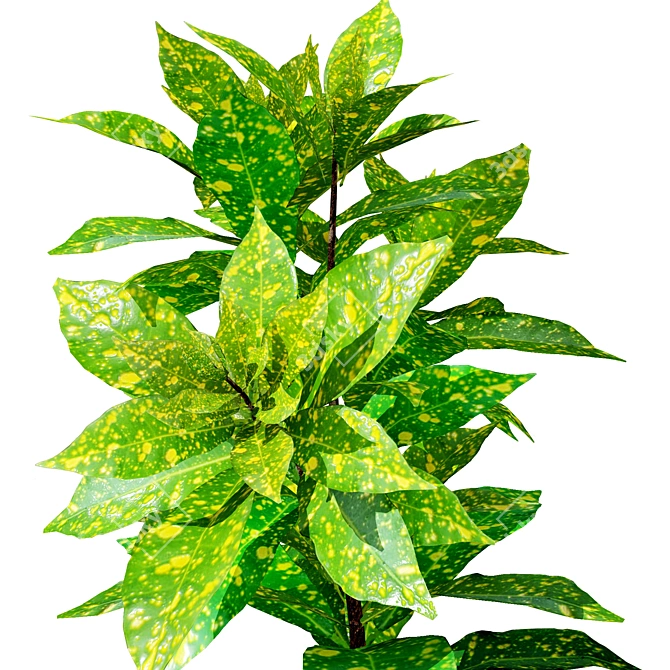 Tropical Croton Plants Set: 4 Variations 3D model image 5