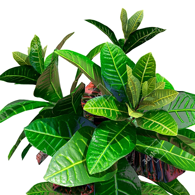 Tropical Croton Plants Set: 4 Variations 3D model image 6