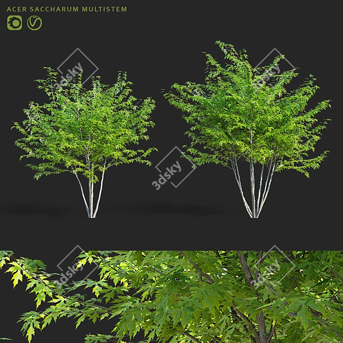 Sugar Maple Multi-Stem Tree Bundle 3D model image 1