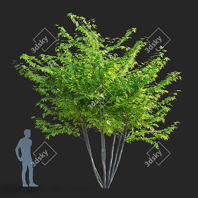 Sugar Maple Multi-Stem Tree Bundle 3D model image 4