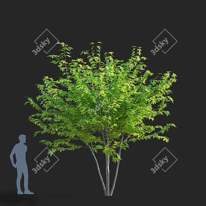 Sugar Maple Multi-Stem Tree Bundle 3D model image 5