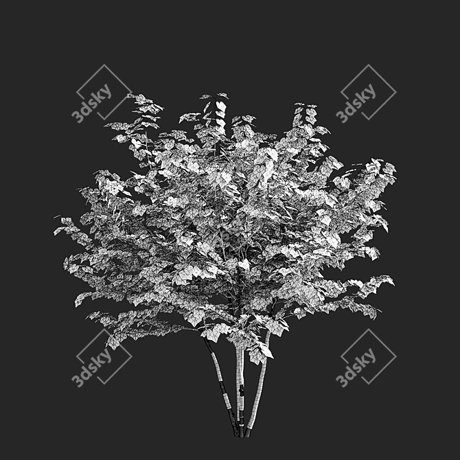 Sugar Maple Multi-Stem Tree Bundle 3D model image 6