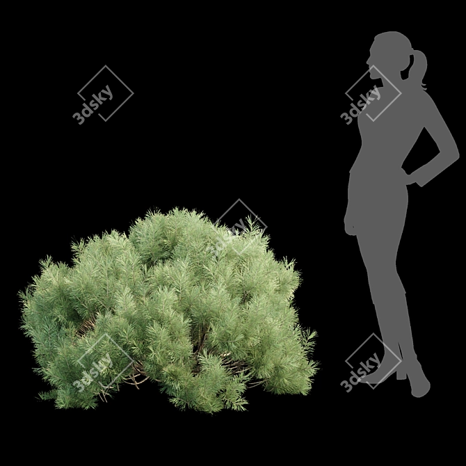  Pine Bushes Vol. 255 Bundle 3D model image 2