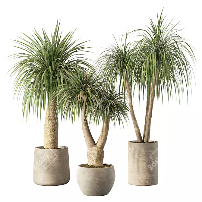 Modern Minimalist Indoor Plant Set 3D model image 1