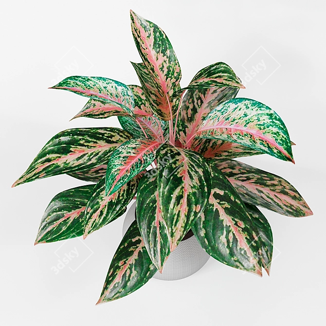 Infinity Aglaonema Plant 3D Model 3D model image 4