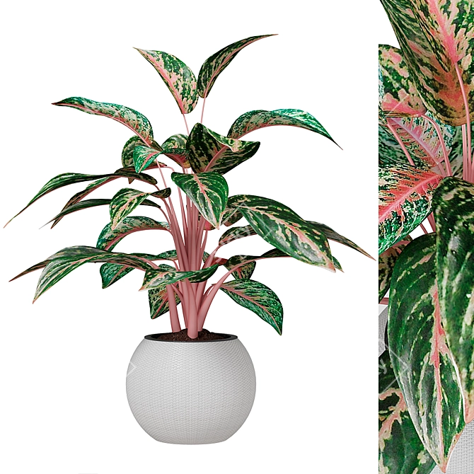 Infinity Aglaonema Plant 3D Model 3D model image 10