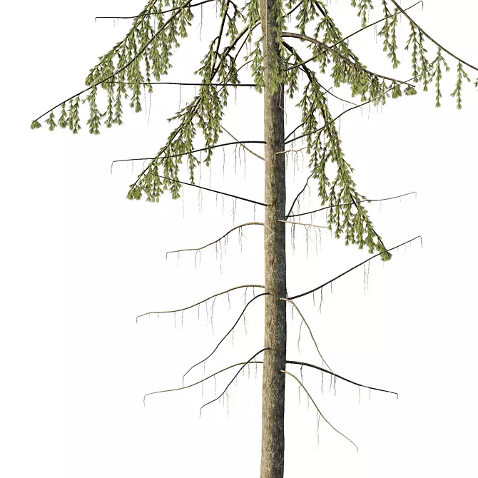 Spruce Tree02 | 3D Model Kit 3D model image 2
