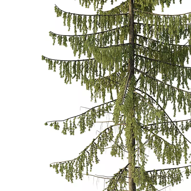 Spruce Tree02 | 3D Model Kit 3D model image 3