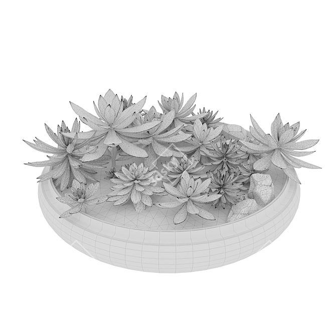 Succulent Plants in Pot 3D model image 4