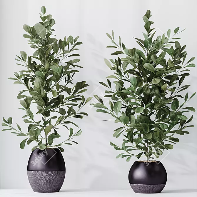 Healthy Ficus Microcarpa Houseplant Set 3D model image 2