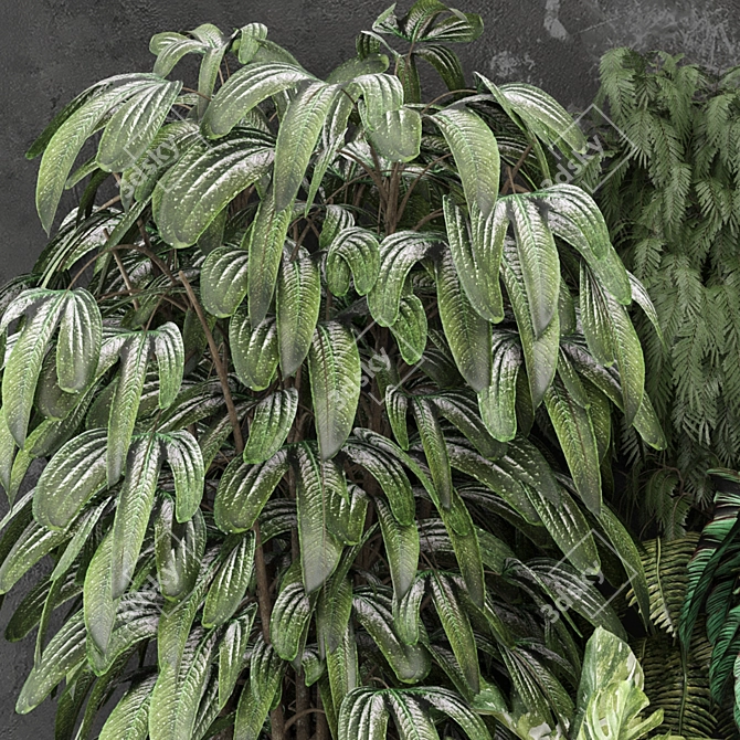Outdoor Plants Collection | 3D Model 3D model image 3