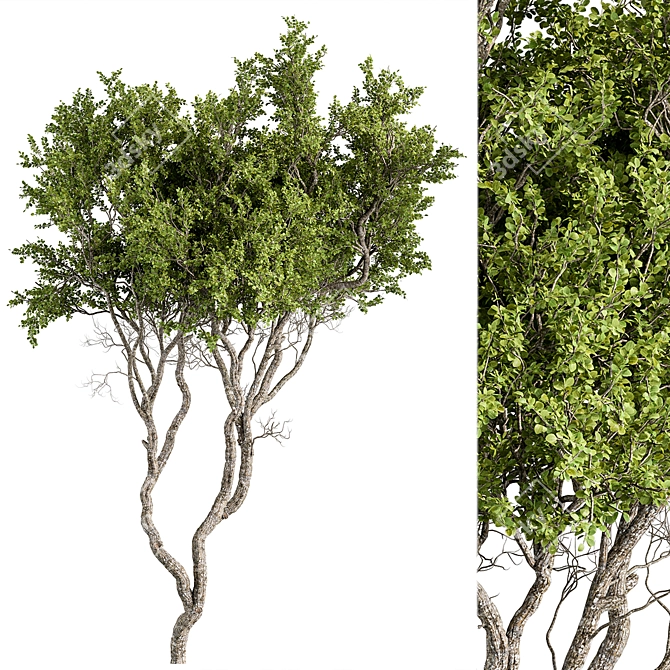 Boxwood Tree Set 301 - Miniature Greens 3D model image 1
