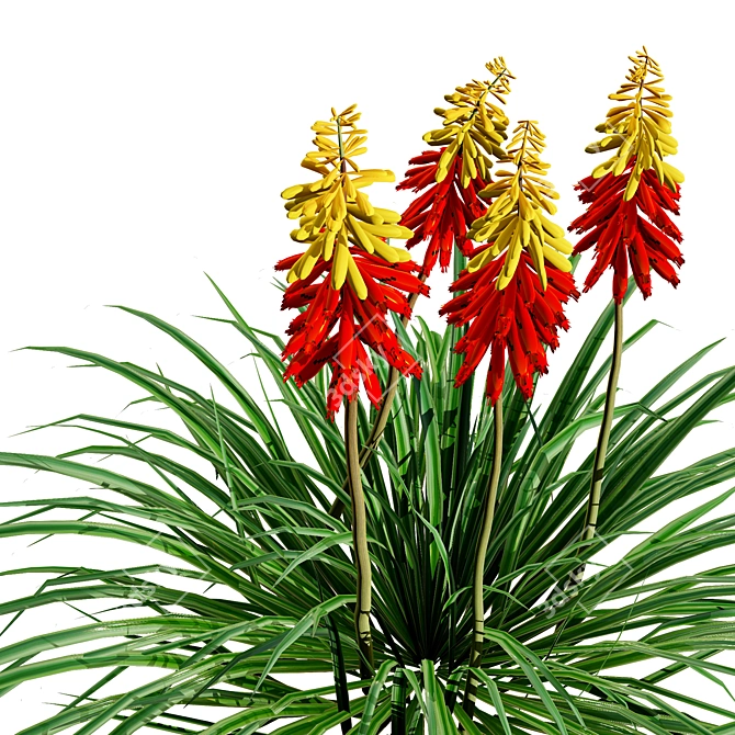 3D Red Hot Poker Collection 3D model image 4