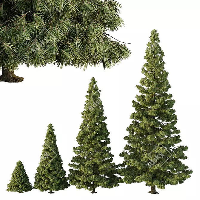 Virtual Spruce Tree Collection 3D model image 1