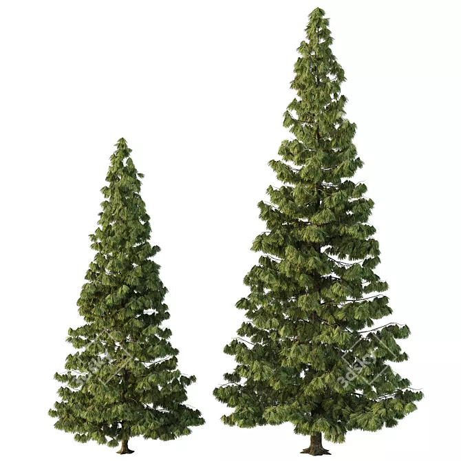 Virtual Spruce Tree Collection 3D model image 3
