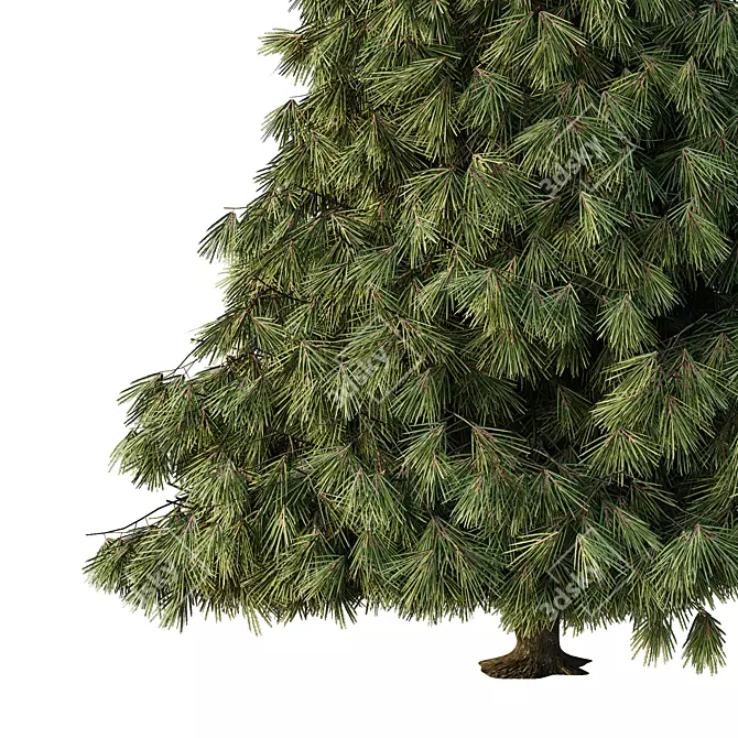 Virtual Spruce Tree Collection 3D model image 4