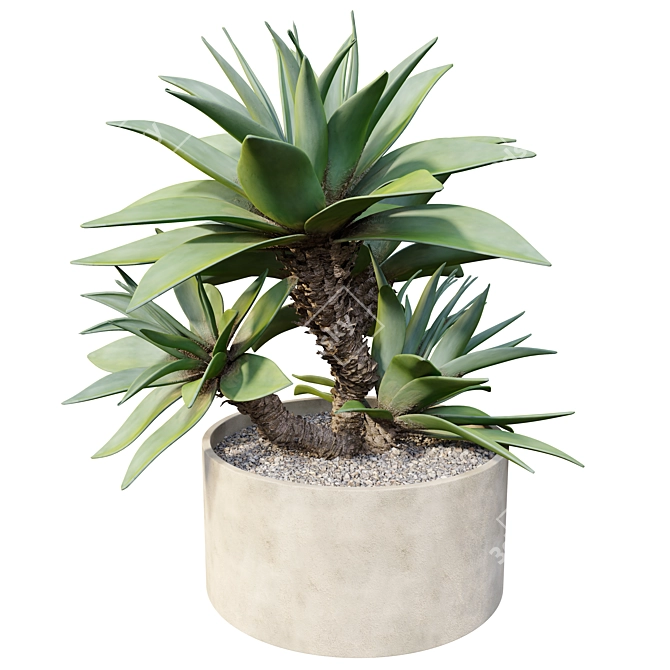 Majestic Potted Agave Plant 3D model image 3