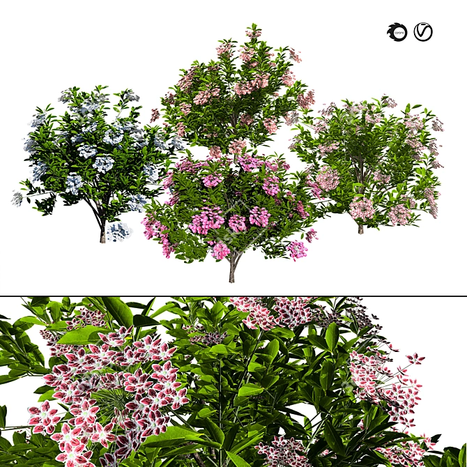 Evergreen Blooming Shrub 3D Collection 3D model image 1